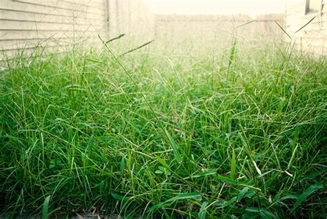 Overgrown Lawn Cleanup | The ideal