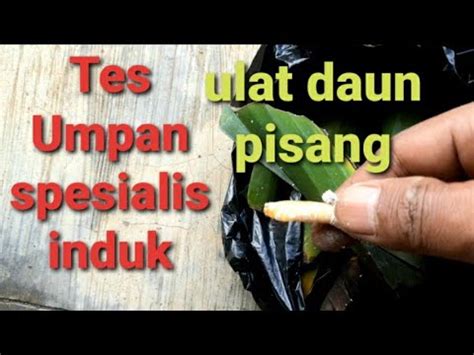 Umpan Galatama Lele Ulat Daun Pisang Umpan Spesialis Ikan Induk