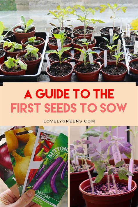 start sowing seeds  earliest seeds  start indoors