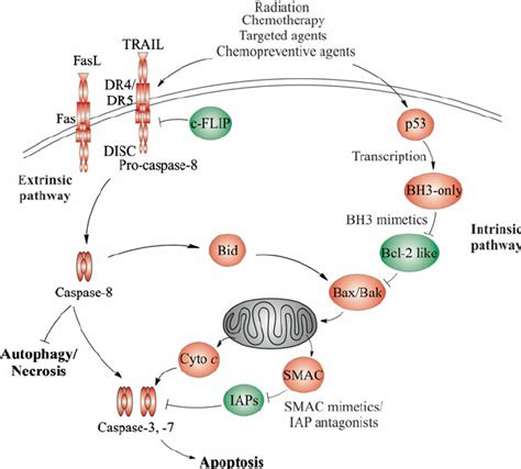 Coaxing Cancer Cells Into Apoptosis Apoptosis In Mammalian Cells Is