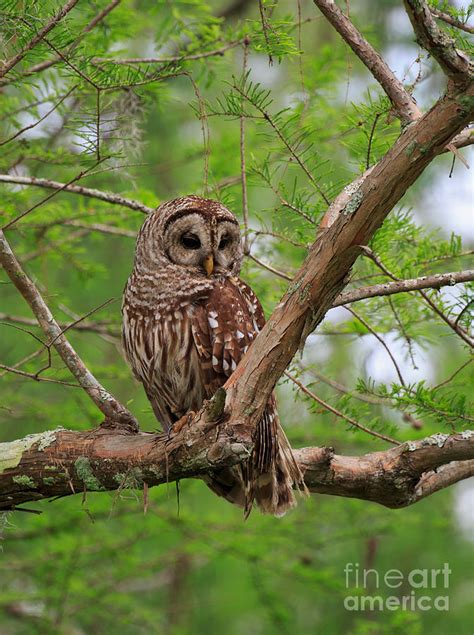 Hoot Owl Photograph by Louise Heusinkveld | Fine Art America