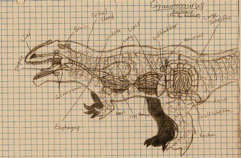 Giganotosaurus Anatomy (Read Discription PLEASE! ) by ...