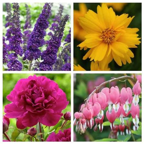 60 Deer Resistant Plants For Your Garden Deer Proof Plants Rabbit