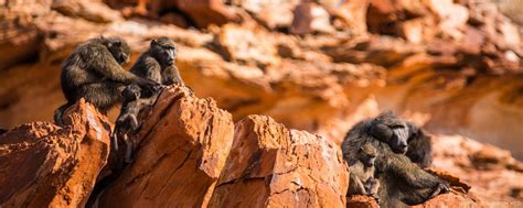 Baboon Wildlife: 5 Fascinating Facts | Wild in Africa