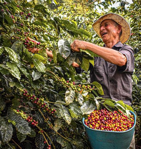 Washed Process Coffee: From Harvest to Green Coffee Beans