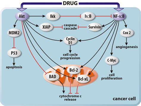 Akt Signaling Pathway In T Cells