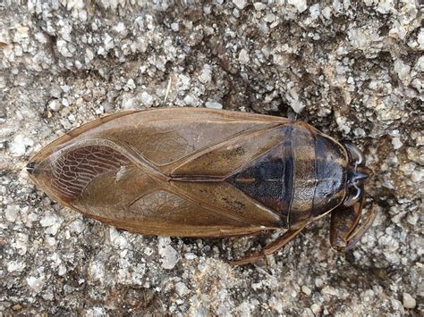 Great Waterbug in June 2022 by Mehdi Chetibi · iNaturalist