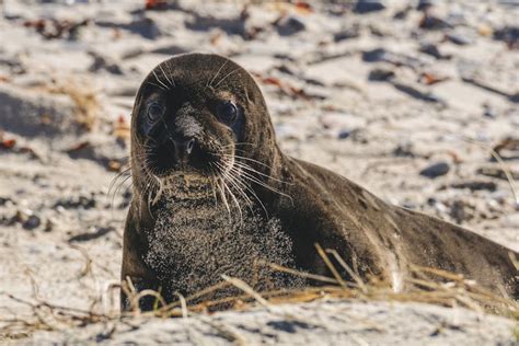 Shallow Focus Photography Of Seal · Free Stock Photo