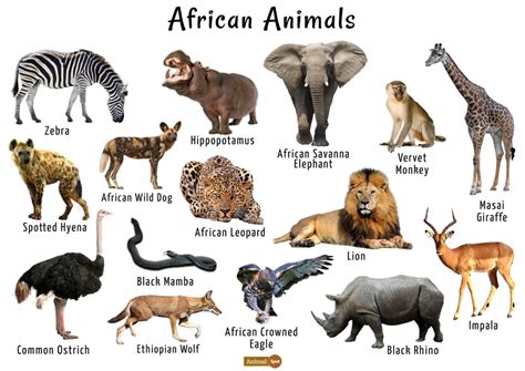 African Animals