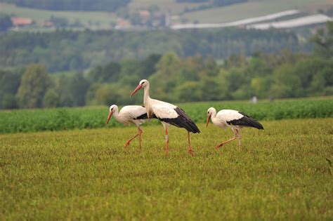 Аисты на поле (33 фото) - красивые фото и картинки pofoto.club