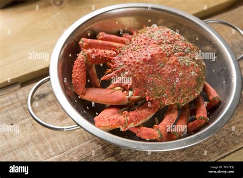 A Boiled Cooked Spider Crab Maja Brachydactyla That Has Been Left To