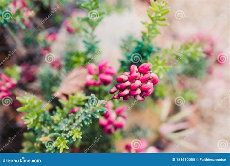 Planta Nativa Australia Grevillea Lanigera Al Aire Libre En Patio