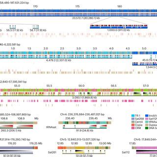 Genome Structure Of S And S Rdna Arrays A Sequence Structure Of A