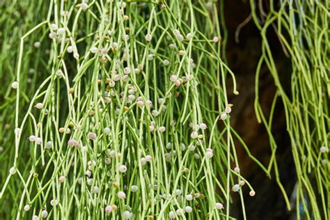 Mistletoe Cactus - Rhipsalis spp. Indoor Care Tips