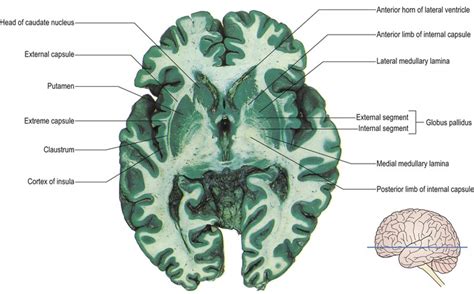 Basal Ganglia Neupsy Key