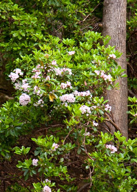 Mountain Laurel Shrub Varieties