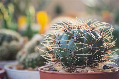 Matucana Images - Free Download on Freepik