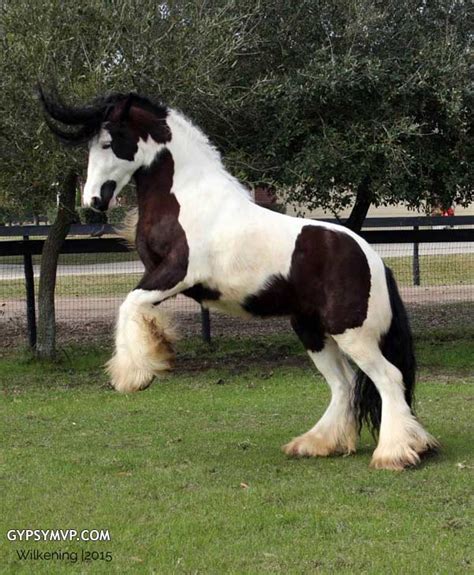 Gypsy Vanner Horses for Sale | Filly | Piebald | Primrose