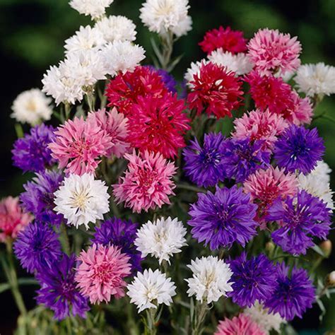 24000 Cornflower Bachelor Button Seeds Dwarf Etsy