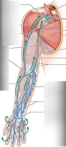 Superficial Shoulder Veins Diagram Quizlet