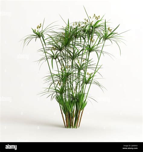 3d Illustration Of Cyperus Alternifolius Isolated On White Background