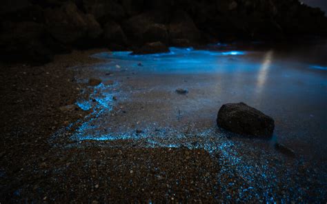 Bioluminesc Ncia Praias Ao Redor Do Mundo Que Brilham No Escuro