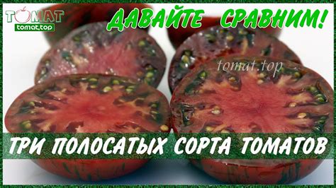 Сорта томатов с полосатыми помидорами. Полосатый шоколад. Амурский тигр ...