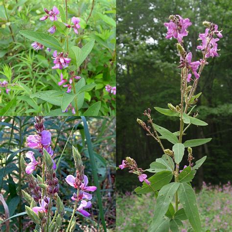 Seeds for Planting, Desmodium Canadense Seeds, Showy Tick-trefoil