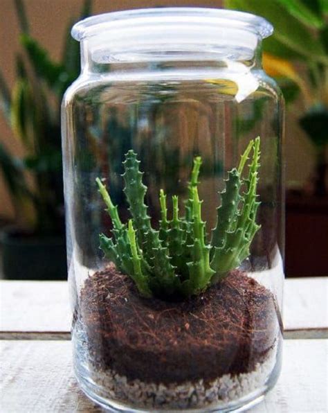 21 Indoor Plants You Can Grow In Glass Jars And Bottles Plants In