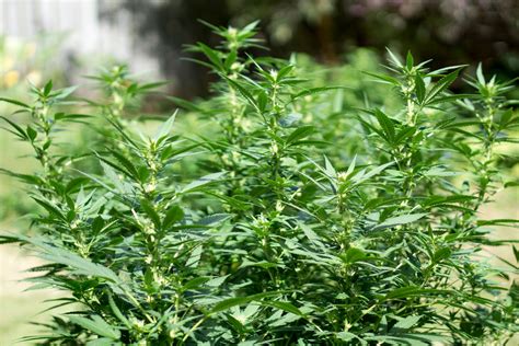 Grow Cannabis Outdoors: Start to Finish - GrowDoctor Guides