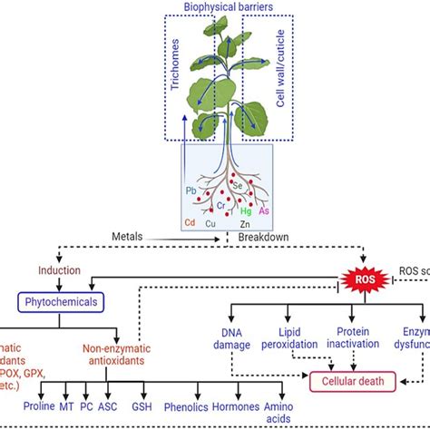 Heavy Metal Uptake And Toxicity To Plants At Cellular Physiological