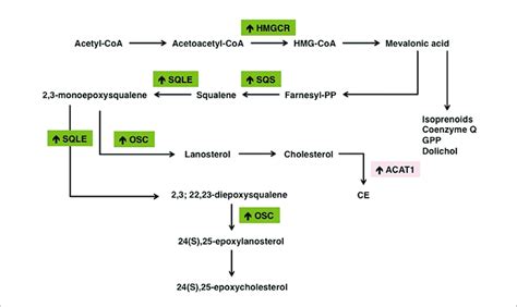 | Schematic representation of the main alterations in cholesterol ...