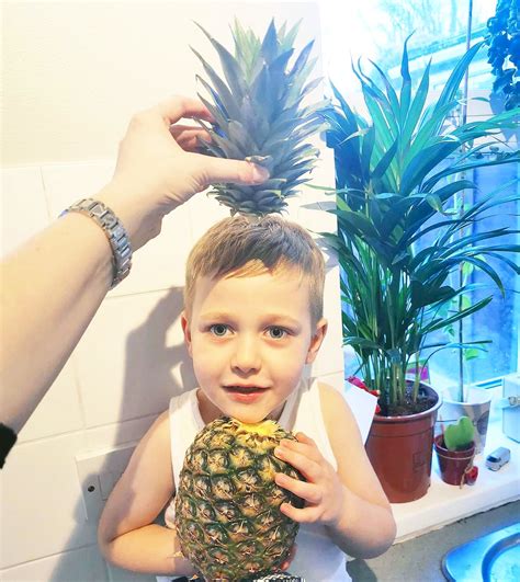 how to grow pineapple tree