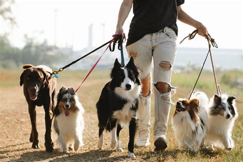 Razas De Perros Descubre Las Caracter Sticas