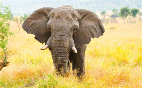 Why Do Elephants Have Big Ears? | Wonderopolis