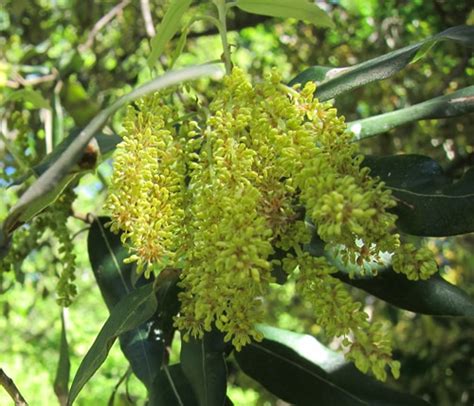 Quercus Ilex Et Quercus Rotundifolia Ch Nes Verts Le Peuple D C T