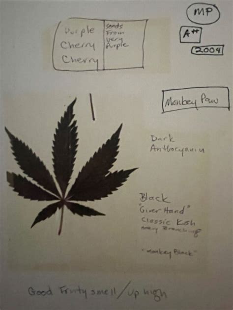 Cannabis Humboldt Area Peoples Archive