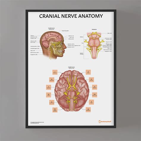 cranial nerve diagram poster brainstem nerve anatomy chart