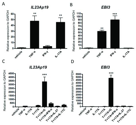 Tnf α Il 17a And Ifn γ Synergistically Induce Il23ap19 And Ebi3 Download Scientific Diagram