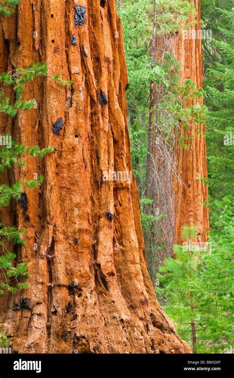 Sequoie Giganti Sequoiadendron Giganteum Trail Di 100 Colossi Sequoia