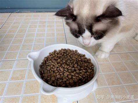 新手养猫攻略 怎么养出干饭猫？ 知乎