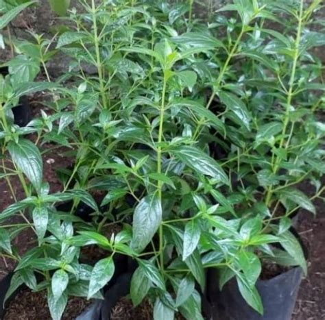 tanaman herbal daun sambiloto pohon sambiloto herbal lazada indonesia