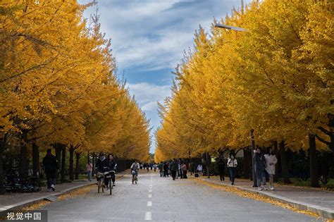 金秋有“杏”！全国银杏观赏图鉴 解锁黄金时刻 搜狐大视野 搜狐新闻