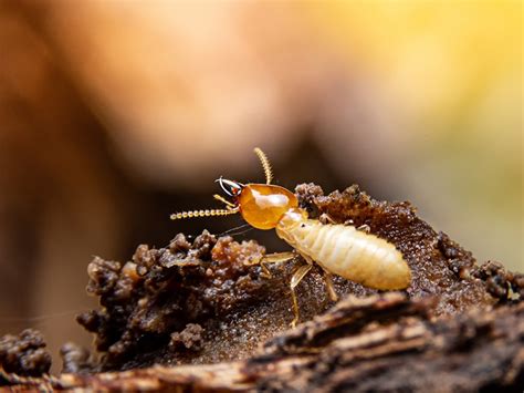 Baiting Vs Soil Treatment Comparing Termite Extermination Methods