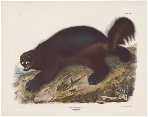 Audubon Bowen Ed Pl Wolverine Quadruped Imperial Bowen Edition