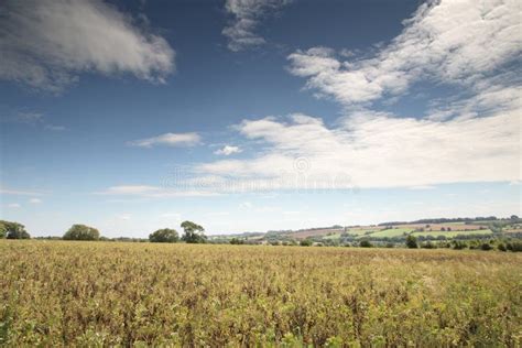 Countryside of Oxfordshire England Stock Photo - Image of environmental ...