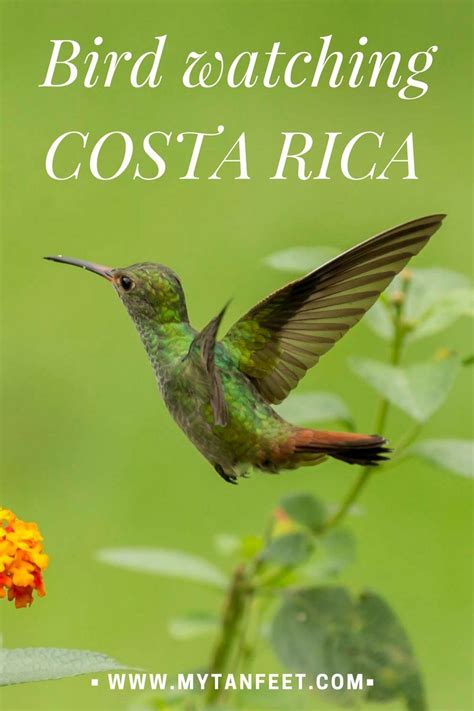 Most Beautiful Birds In Costa Rica Guide Photos Artofit