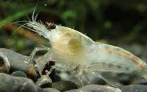 Recognising Shrimp Diseases And Reacting In Time