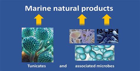 Marine Drugs Free Full Text Marine Natural Products From Tunicates