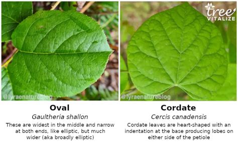 16 Different Types of Cherry Trees & Their Identifying Features